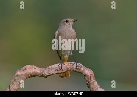 Phoenicurus ochruros aka femelle rouge noir perché sur la branche. Oiseau commun en république tchèque. Isolé sur fond vert flou. Banque D'Images