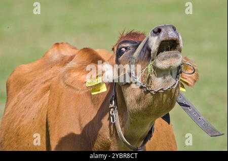 Portrait en gros plan d'une vache triste qui pleure. Expression triste et désespérée. Concept végétarien ou végétalien. Ethique de la consommation de viande. Drôle de photo d'animal. Banque D'Images