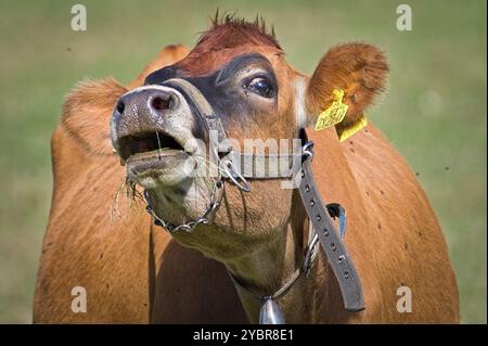 Portrait en gros plan d'une vache triste qui pleure. Expression triste et désespérée. Concept végétarien ou végétalien. Ethique de la consommation de viande. Drôle de photo d'animal. Banque D'Images
