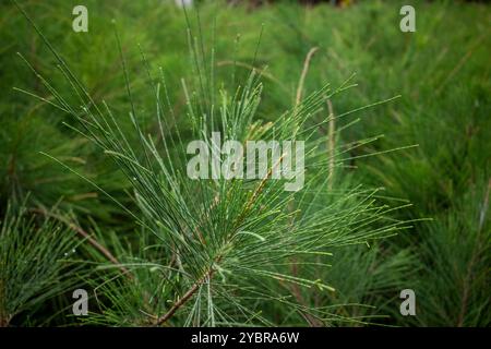 Cemara Udang, pin australien ou pin sifflant (Casuarina equisetifolia) feuilles, foyer peu profond. Arrière-plan naturel. Banque D'Images