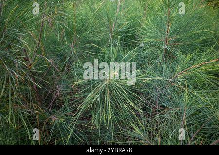 Cemara Udang, pin australien ou pin sifflant (Casuarina equisetifolia) feuilles, foyer peu profond. Arrière-plan naturel. Banque D'Images