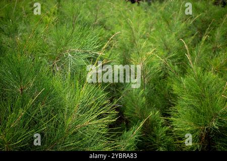 Cemara Udang, pin australien ou pin sifflant (Casuarina equisetifolia) feuilles, foyer peu profond. Arrière-plan naturel. Banque D'Images