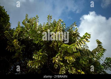 Bois sombre indonésien, ébène (Diospyros celebica) feuilles vertes et fleurs avec fond de ciel bleu. Banque D'Images