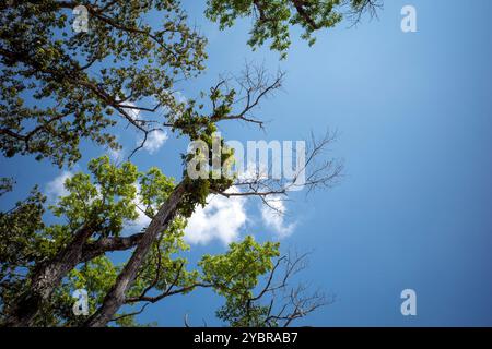 Arbre d'acajou, forêt de Swietenia macrophylla à Gunung Kidul, Yogyakarta, Indonésie. Banque D'Images