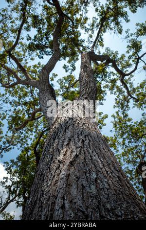 Arbre d'acajou, forêt de Swietenia macrophylla à Gunung Kidul, Yogyakarta, Indonésie. Banque D'Images