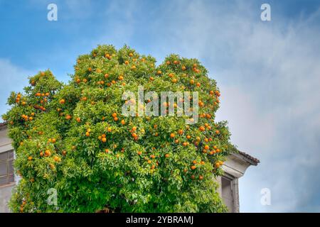 Un grand oranger rempli de fruits mûrs se dresse à côté d'un vieux bâtiment sous un ciel bleu vif, Banque D'Images