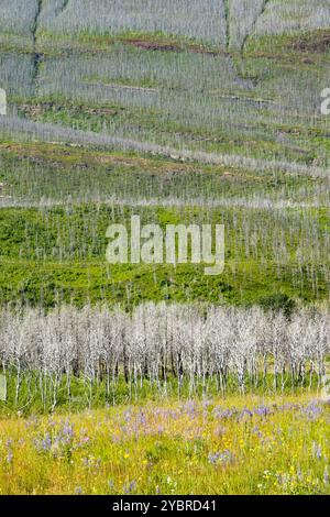 Arbres brûlés dans l'incendie de 2017 dans le parc national Waterton, Alberta, Canada. Banque D'Images