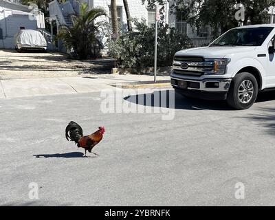 Pourquoi le poulet a-t-il traversé la route ? Un camion blanc attend alors qu'un coq traverse la route à Key West, en Floride, aux États-Unis. Banque D'Images