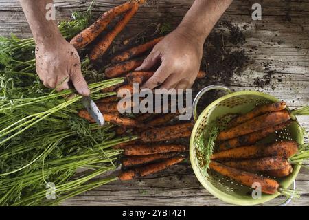 Nettoyage et préparation d'un tas de carottes fraîchement cueillies Banque D'Images