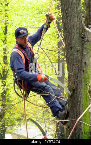 abort travaillant en hauteur pendant l'entretien des arbres et élagage des arbres abort travaillant en hauteur pendant l'entretien des arbres Banque D'Images