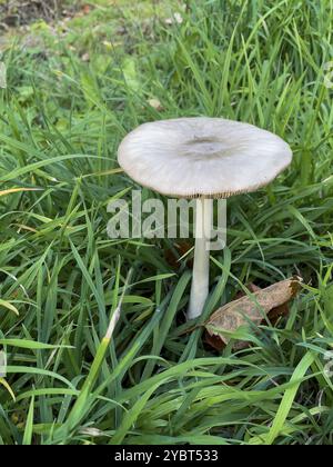 Le champignon vénénéneux champignon du bouclier de saule (Pluteus salicinus) pousse dans les prairies sur un sol riche en substrat contient une psilocie de substances vénénéneuses Banque D'Images