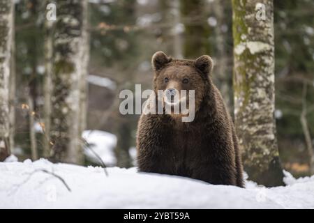 Ours brun européen (Ursus arctos arctos) dans la forêt, ours dans la neige, hiver, région de Notranjska, Slovénie, Europe Banque D'Images