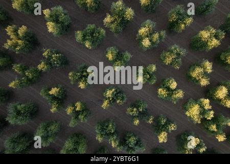 Documentation photographique des rangées d'oliviers vues d'en haut Banque D'Images