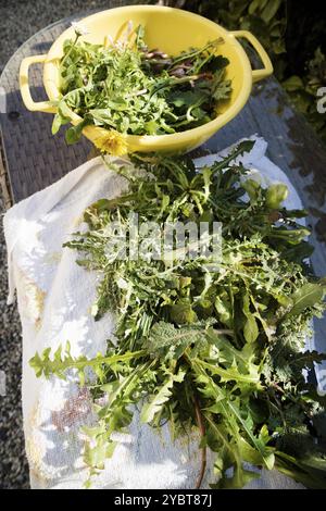 Récolte de l'herbe sauvage à des fins alimentaires dans la campagne Banque D'Images