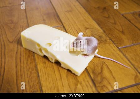 Une souris se nourrissant d'un morceau de fromage Banque D'Images