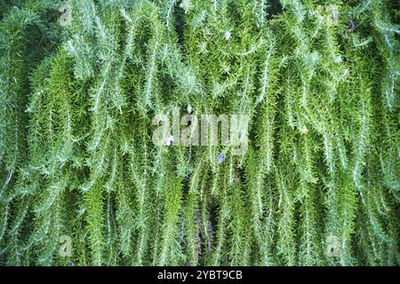 Plante aromatique de branches de romarin de descente, typique des régions méditerranéennes Banque D'Images