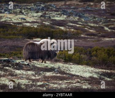 Taureau de bœuf musqué, Ovibos moschatus, dans le paysage montagneux du parc national de Dovrefjell- Sunndalsfjella, Dovre, Norvège, Scandinavie. Banque D'Images