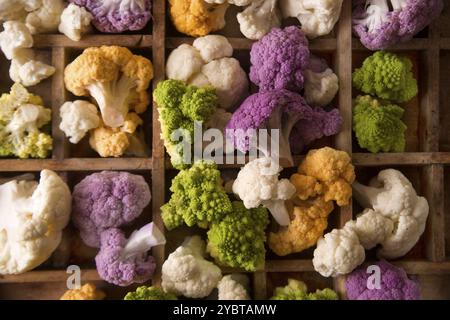 Présentation des variétés de chou-fleur dans ses différences de couleur Banque D'Images