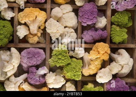 Présentation des variétés de chou-fleur dans ses différences de couleur Banque D'Images