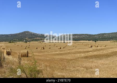 Petits pains de Hayes. Récolte des champs de foin. Haystack dans la prairie. Balles rondes de paille sur un champ après la récolte du grain. Magnifique champ de foin avec St. Rond Banque D'Images