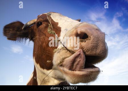 Photo d'un portrait d'une vache ayant un repas de foin Banque D'Images