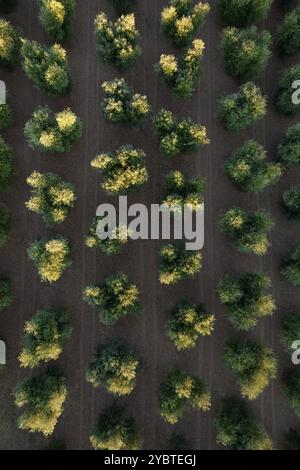 Documentation photographique des rangées d'oliviers vues d'en haut Banque D'Images
