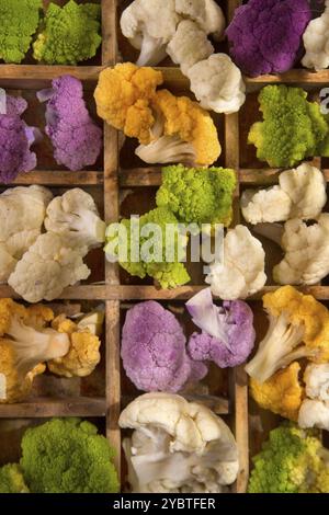 Présentation des variétés de chou-fleur dans ses différences de couleur Banque D'Images