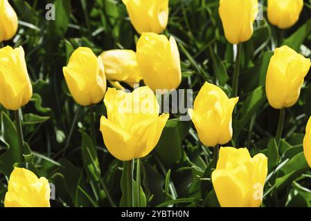 Champ avec tulipes de couleurs assorties. Tulipes hollandaises fraîches de printemps colorées. Arrière-plan nature, rouge, rose, vert et blanc Banque D'Images