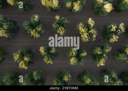 Documentation photographique des rangées d'oliviers vues d'en haut Banque D'Images