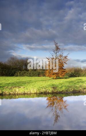 Arbre de couleur automnale se reflétant dans un étang près du village Oud-Albla dans la région hollandaise Alblasserwaard Banque D'Images