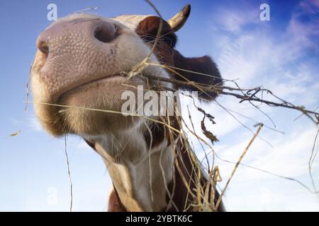 Photo d'un portrait d'une vache ayant un repas de foin Banque D'Images