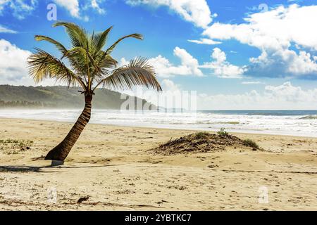 Le cococotier craque dans le sable avec les vagues en arrière-plan à la plage de PE de Serra à Serra Grande sur la côte de Bahia Banque D'Images