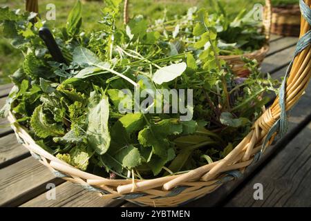 Récolte de l'herbe sauvage à des fins alimentaires dans la campagne Banque D'Images