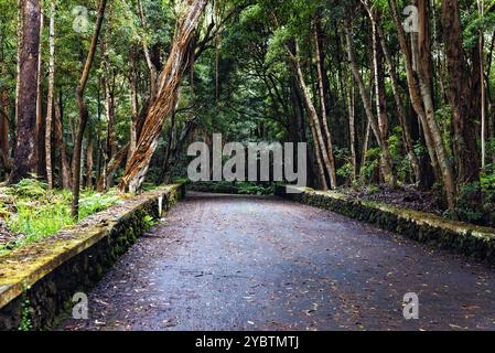 Chemin à travers la réserve forestière de Mata da Serreta dans l'île de Terceira, Açores, Portugal, Europe Banque D'Images