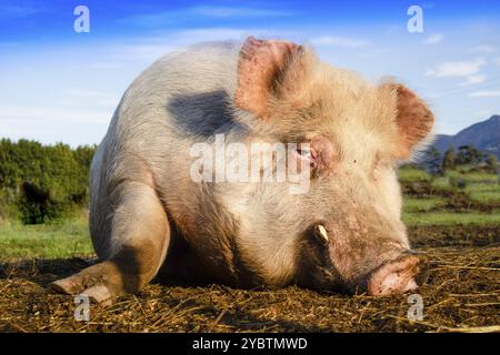 Photo d'un gros cochon pris en se reposant dans un pré Banque D'Images