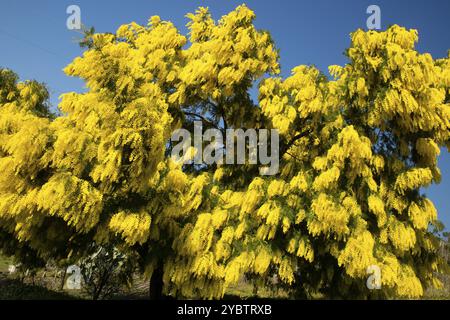 Symbole du jour de la femme la fleur jaune de mimosa Banque D'Images