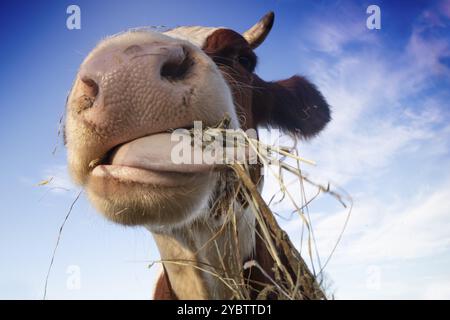 Photo d'un portrait d'une vache ayant un repas de foin Banque D'Images