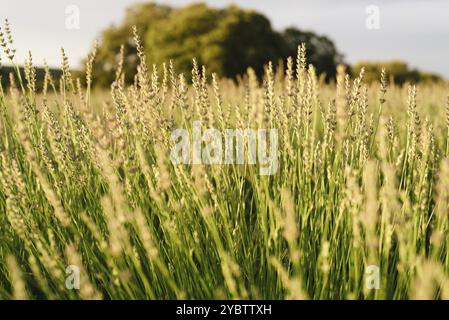 Champs de lavande. Profondeur de champ étroite, mise au point sélective. Paysage de coucher de soleil d'été à Brihuega, Guadalajara Banque D'Images