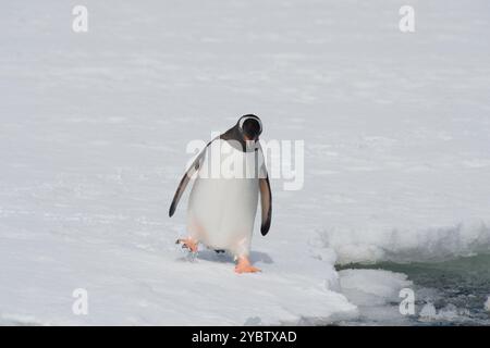 Lone gentoo Penguin marchant sur la neige en Antarctique Banque D'Images