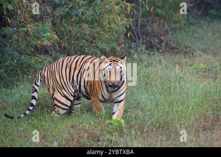 Odeur de tigre mâle, faune bhopal, Inde Banque D'Images