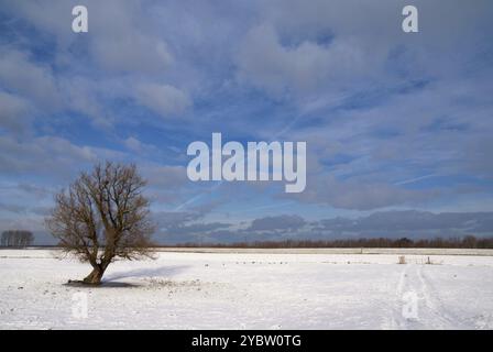 Arbre solitaire dans un paysage couvert de neige près du village néerlandais, Amsterdam Banque D'Images
