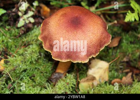 Tricholomopsis rutilans prunes et crème anglaise Banque D'Images