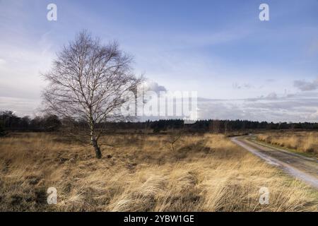 Arbre dans un large paysage sur la réserve naturelle hollandaise Strabrechtse Heide près de Someren dans la province de Noord-Brabant Banque D'Images