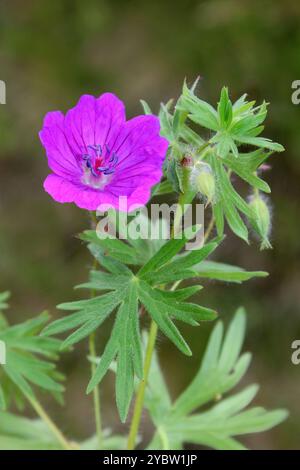 Crane's-Bill à feuilles coupées - Geranium dissectum Banque D'Images