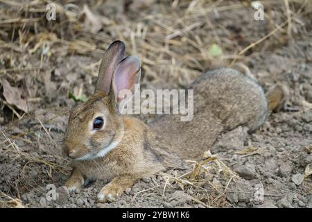 Un petit lapin affamé se détendant sur un chemin de champ Banque D'Images