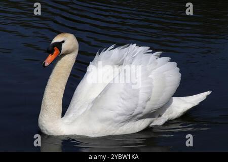 Cygne muet - Cygnus olor. Ailes relevées avant d'adopter une posture comportementale « bouffante » complète. Banque D'Images