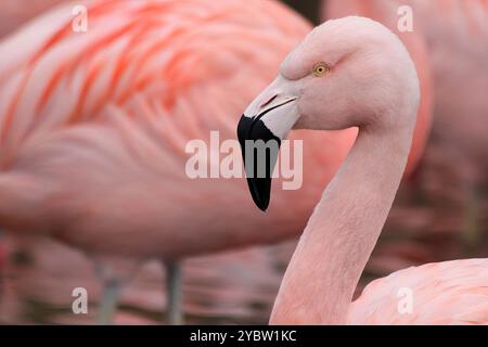 Flamant du Chili (Phoenicopterus chilensis) Banque D'Images