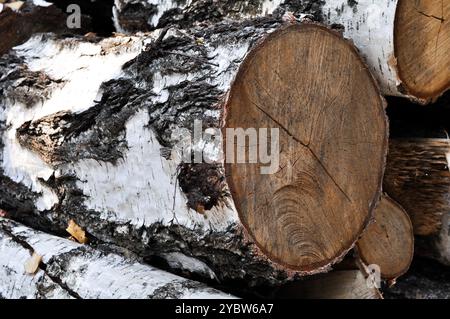 bois de bouleau argenté, pile de bouleau argenté (bois) branche de betula, surface fissurée noire blanche, bouleau haché, bûche en bois, Banque D'Images