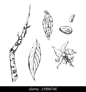 Café cacao cacao fleur de vanille feuilles branches graines gousses haricots, illustration botanique tropicale exotique. Usine mexicaine maya aztèque. Encre dessinée à la main Illustration de Vecteur