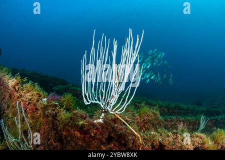 Gorgonien blanc, Eunicella singularis, et éponge incrustante rouge orangé, Cadaques, Costa Brava, Catalogne, Espagne Banque D'Images